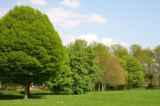healthy-trees