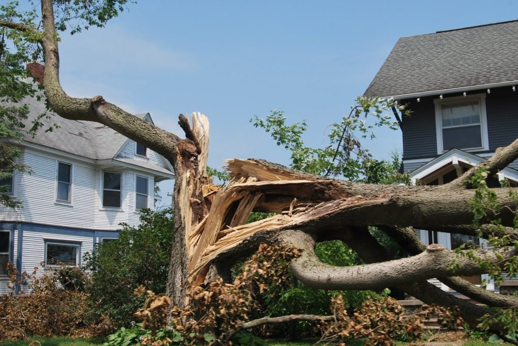 risk-of-old-damaged-trees-1080×675
