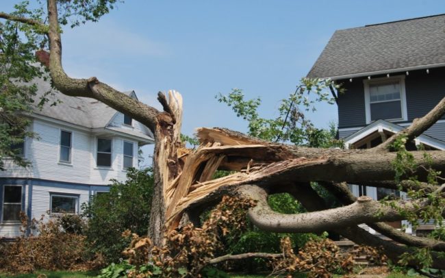 risk-of-old-damaged-trees-1080×675