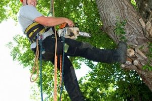 tree-removal