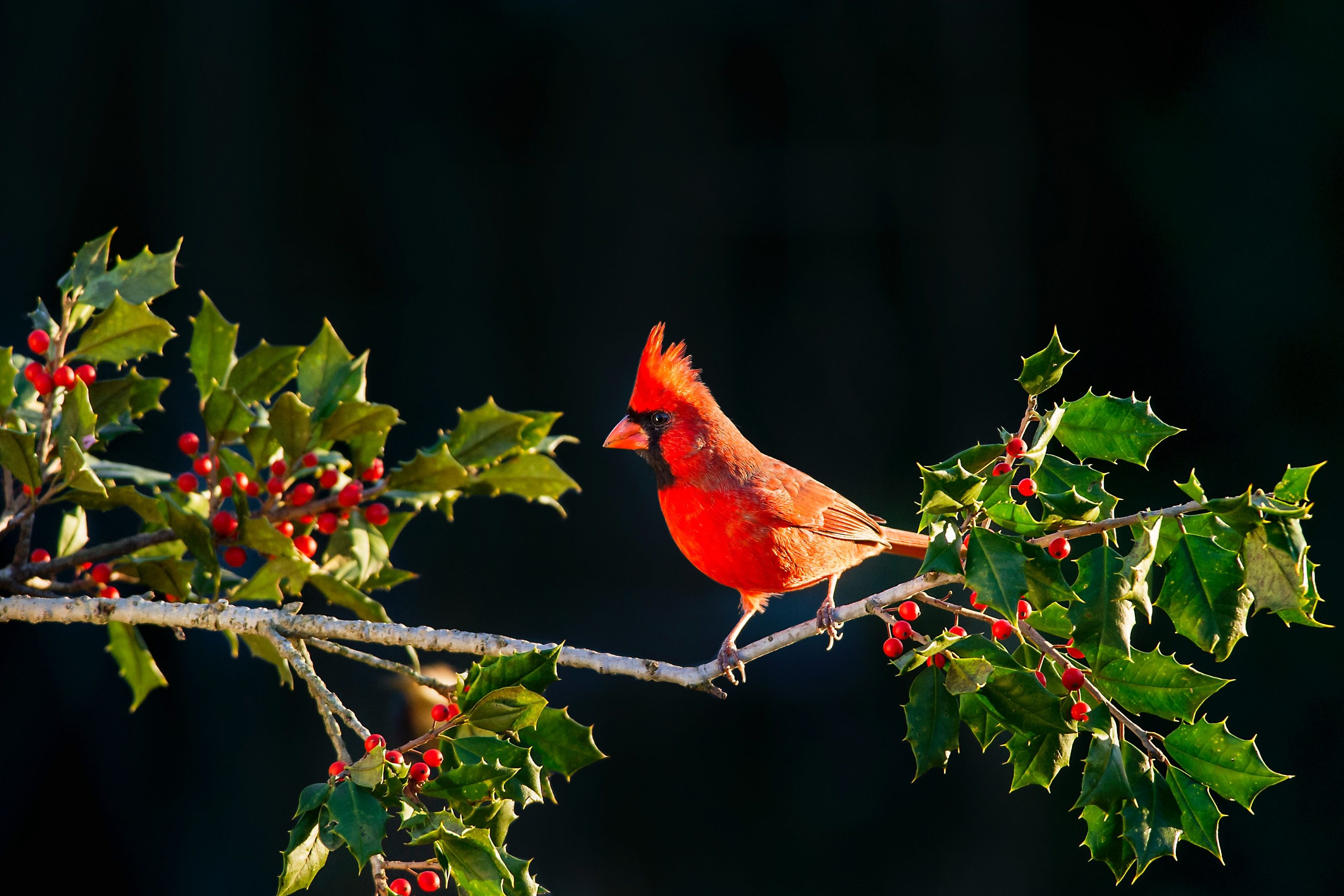 Salazar Tree Experts holly tree with Carolina cardinal. Salazar Tree Experts