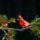 holly tree with Carolina cardinal. Salazar Tree Experts