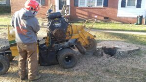 Charlotte NC - easy tree stump removal, removal of tree stumps, tree stump removal near me.