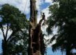 Tree removal near me