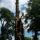 Tree removal near me
