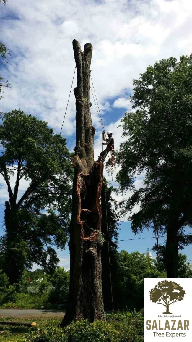 Tree removal near me