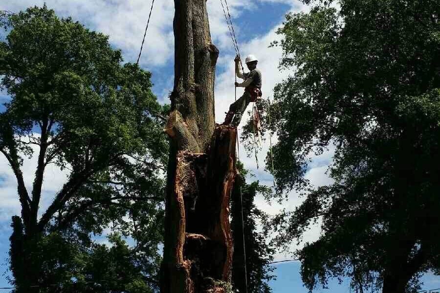 Tree removal near me